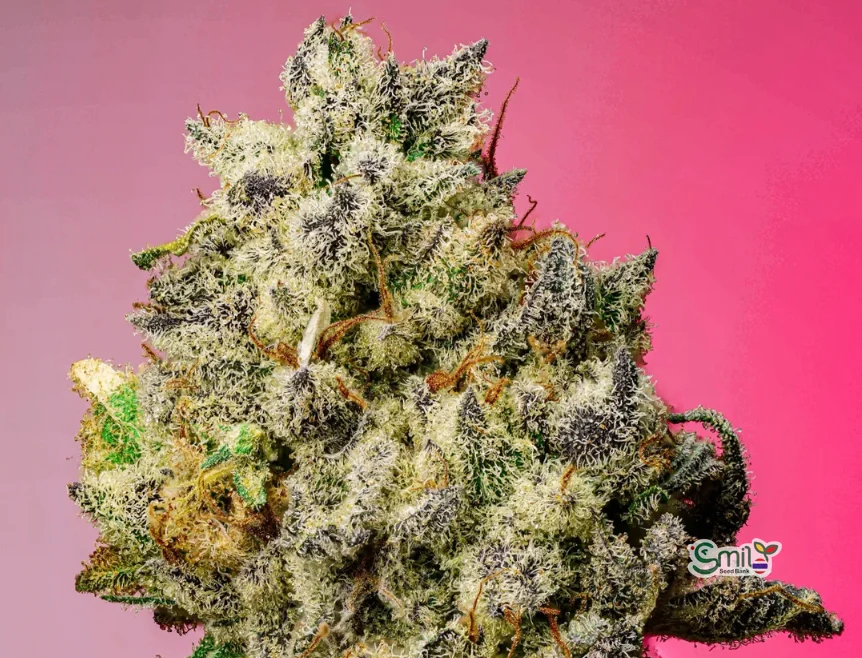 Zkittle Popz S1 — 2