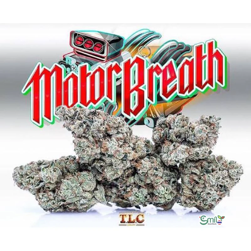 Motorbreath 15 S1 — 3