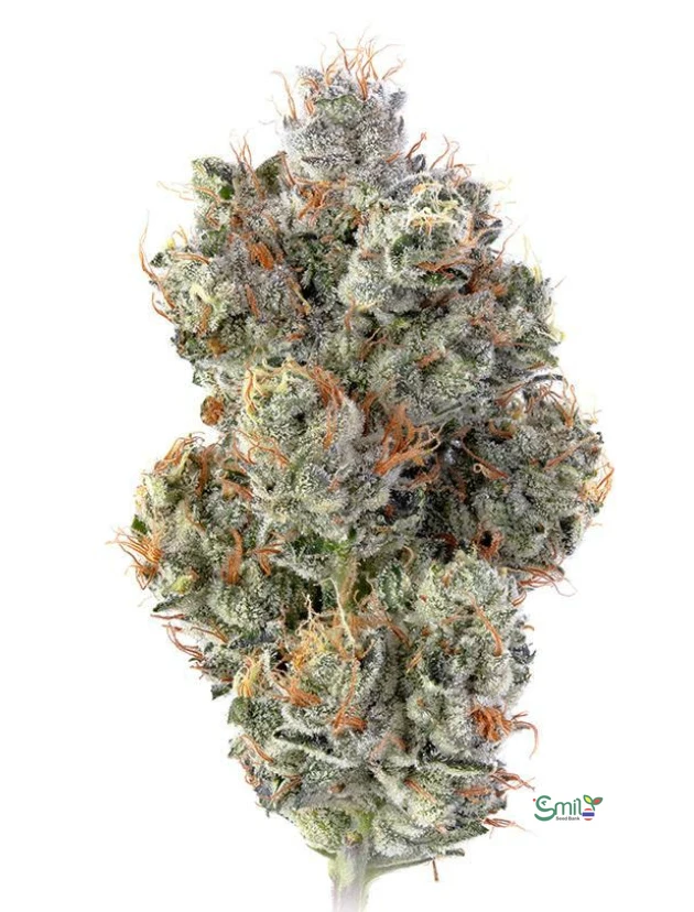 Motorbreath 15 S1 — 5