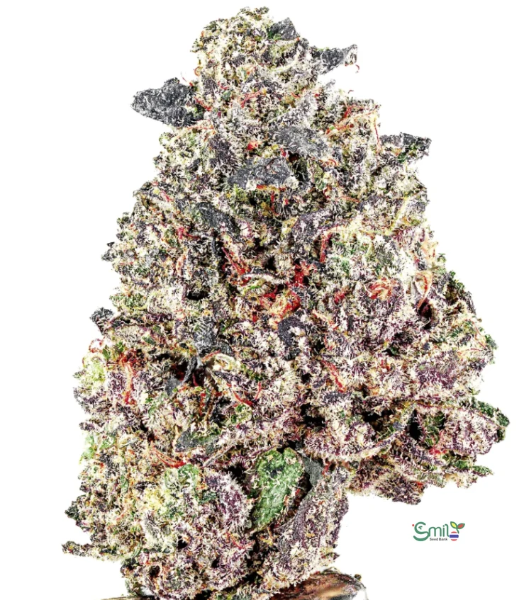 Midnight Espresso S1 — 2