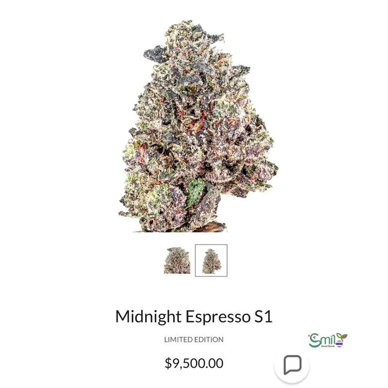 Midnight Espresso S1 — 3