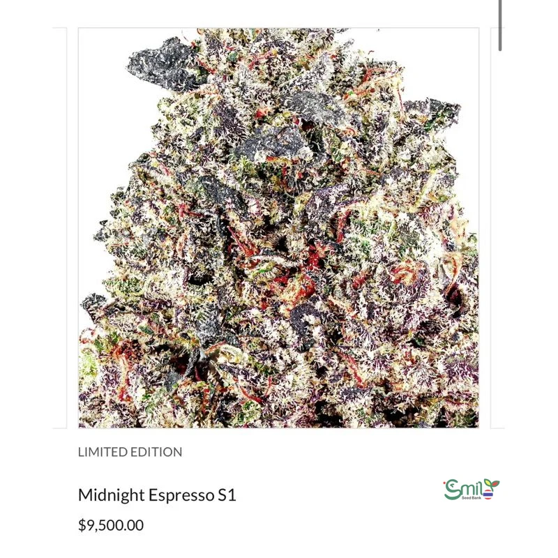 Midnight Espresso S1 — 5