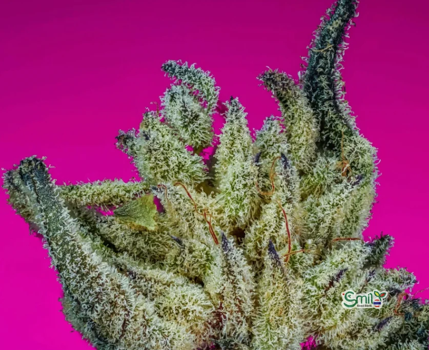 WDNL S1 (White Devils Next Level) — 2