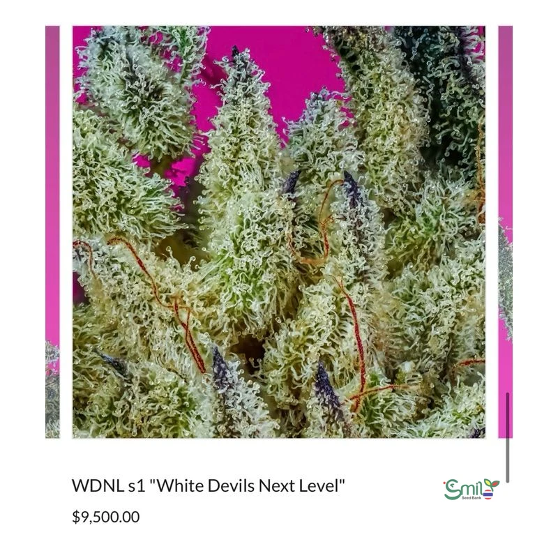 WDNL S1 (White Devils Next Level) — 3