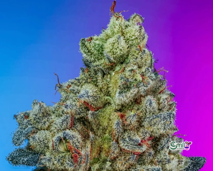 Blue Raz War Heads S1 — 2