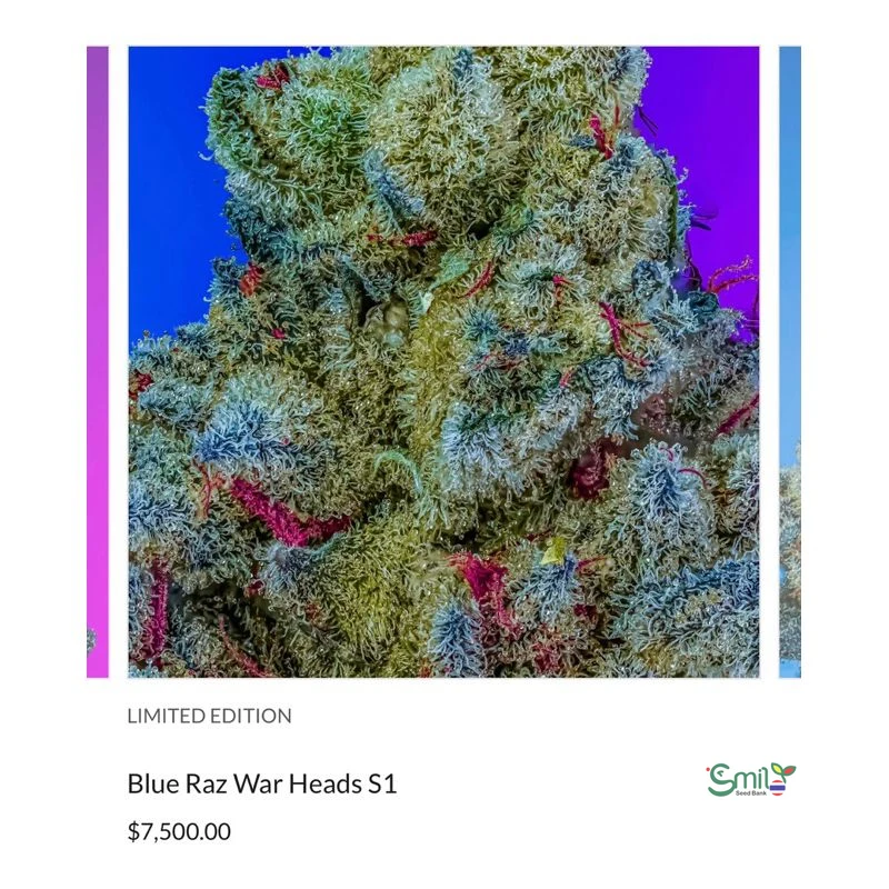 Blue Raz War Heads S1 — 3