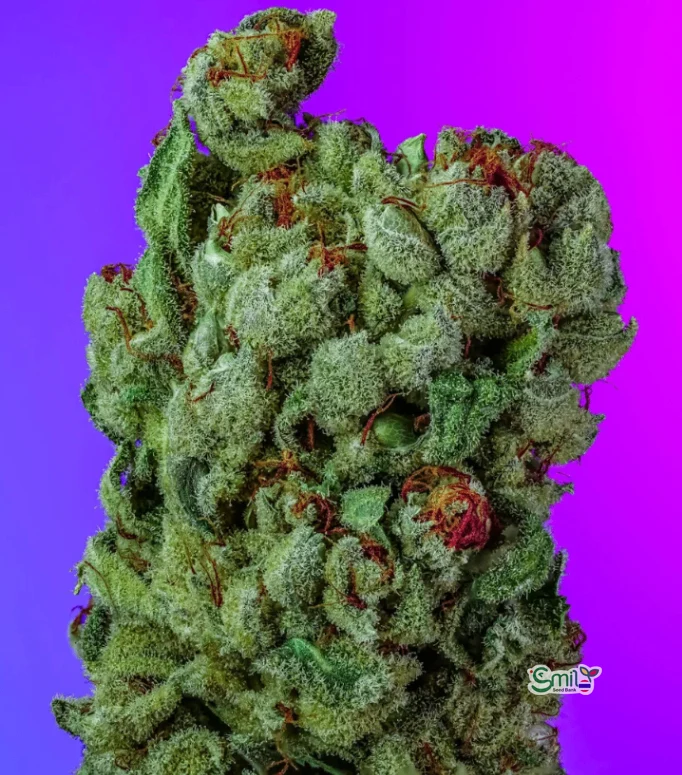 Panama Red 2025 S1 — 2