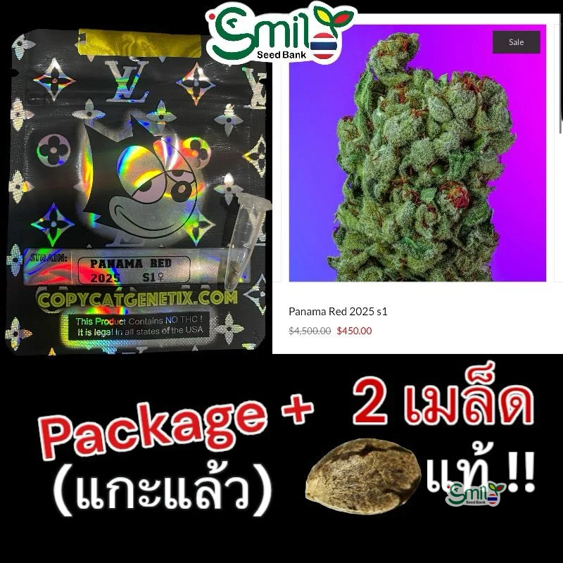 Panama Red 2025 S1 — 3