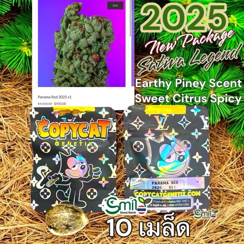 Panama Red 2025 S1 — 4