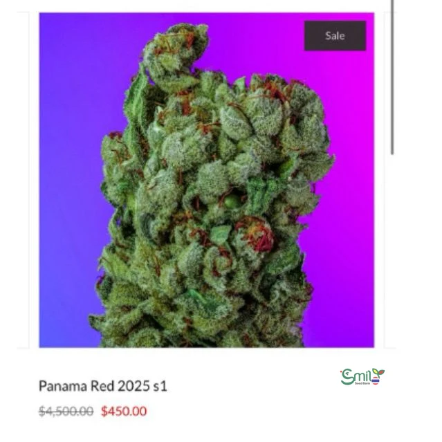 Panama Red 2025 S1 — 5