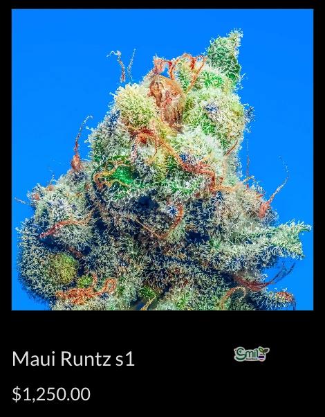 Maui Runtz S1 — 2