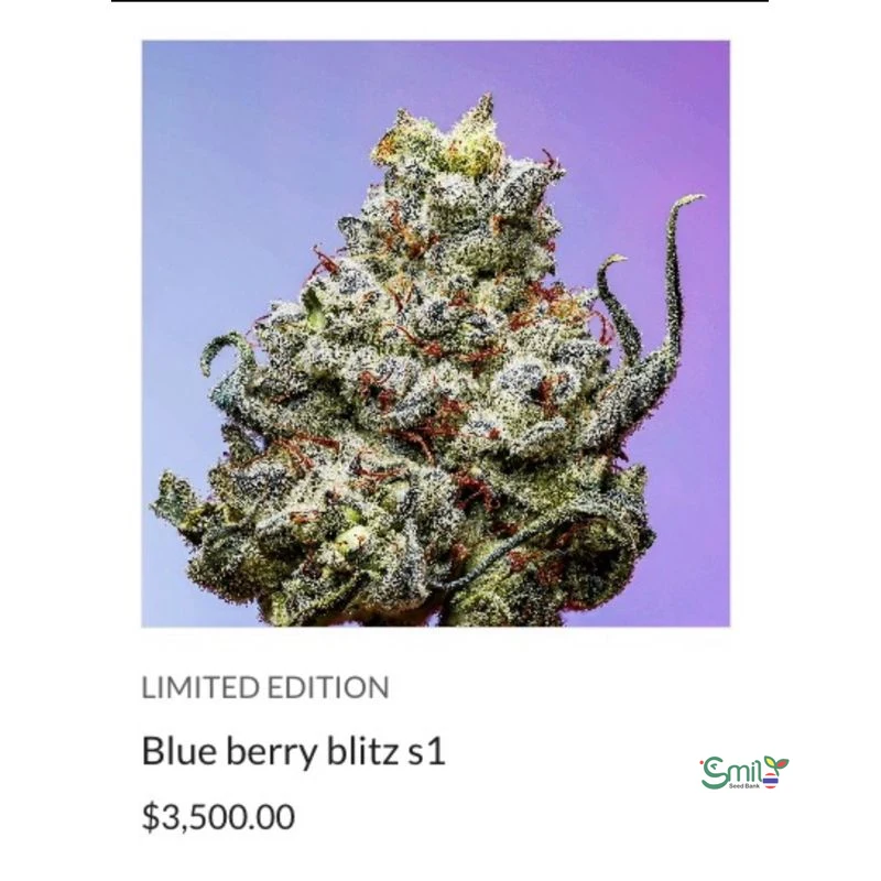 Blueberry Blitz S1 — 2