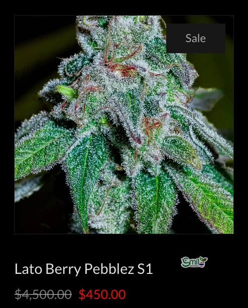 Lato Berry Pebblez S1 — 2