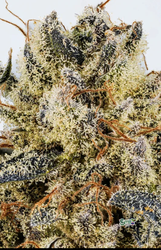 Oreo Blizzard S1 — 2