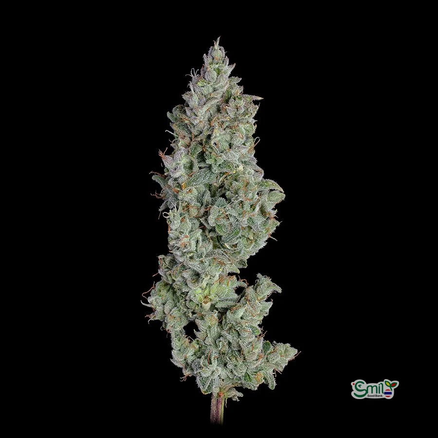 Pineapple Diesel Auto — 3