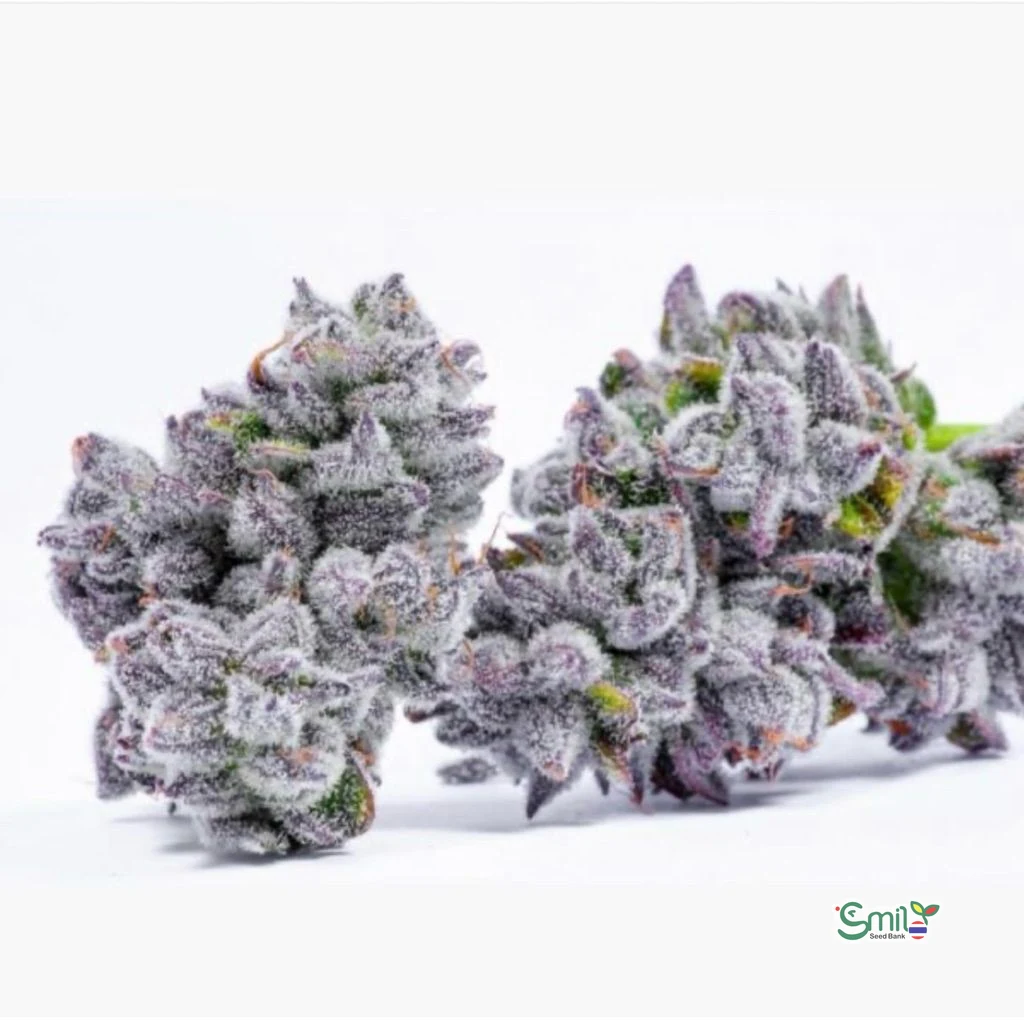 Watermelon Martini — 2