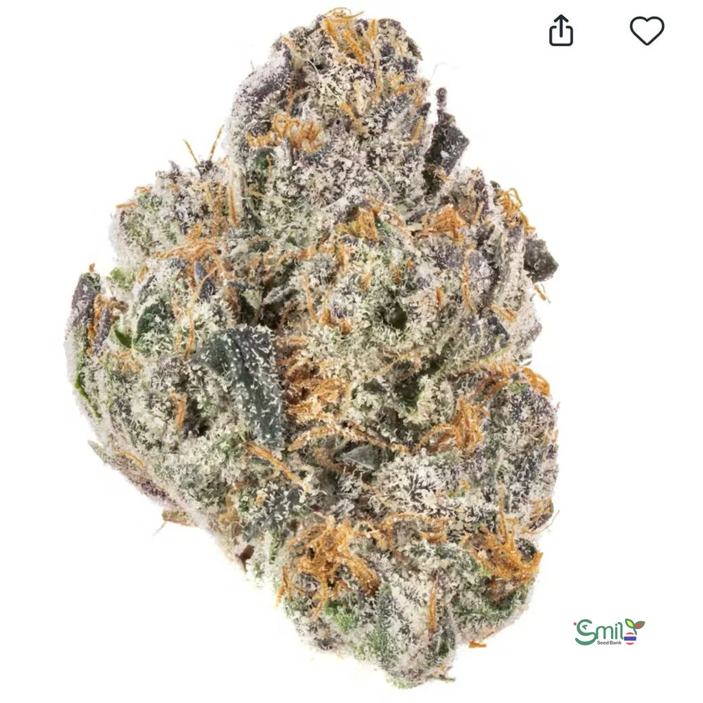 Watermelon Martini — 3