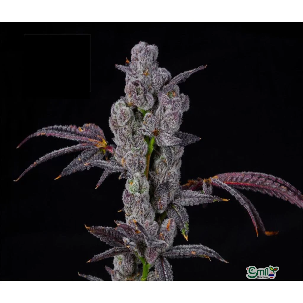 Watermelon Martini — 4