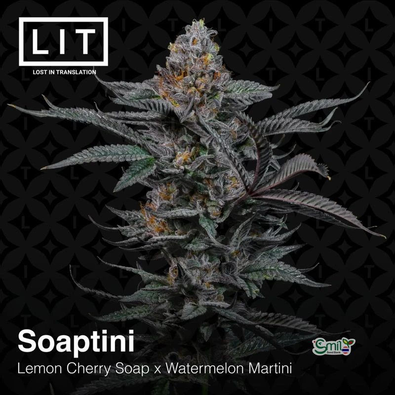 Soaptini — 2