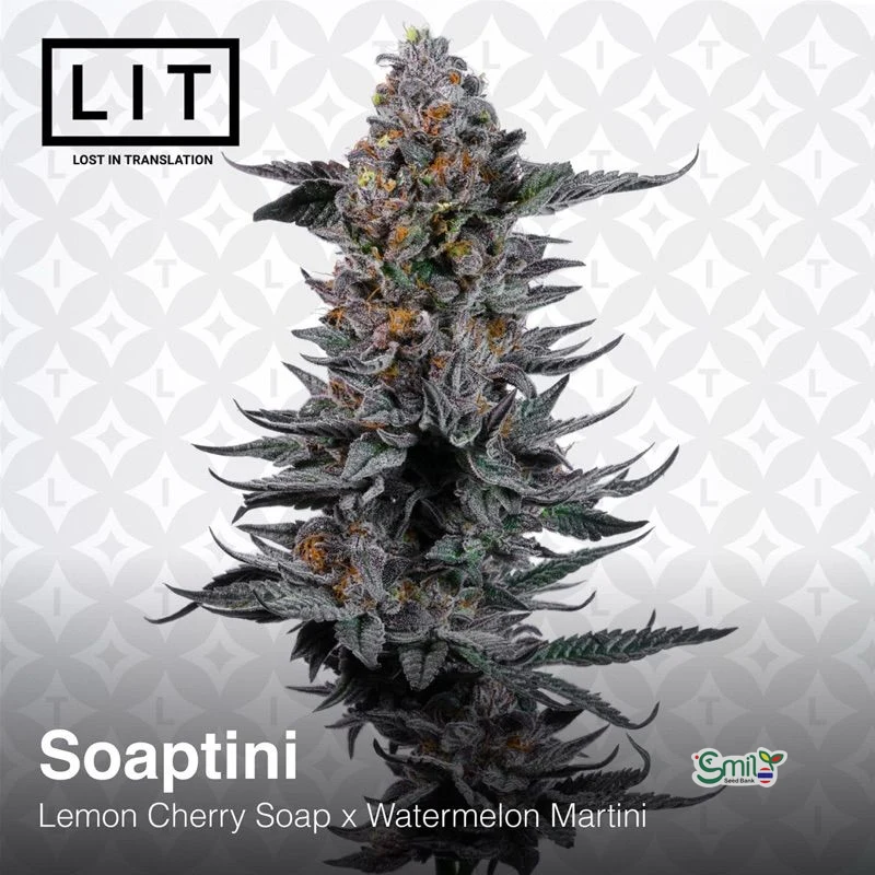 Soaptini — 3