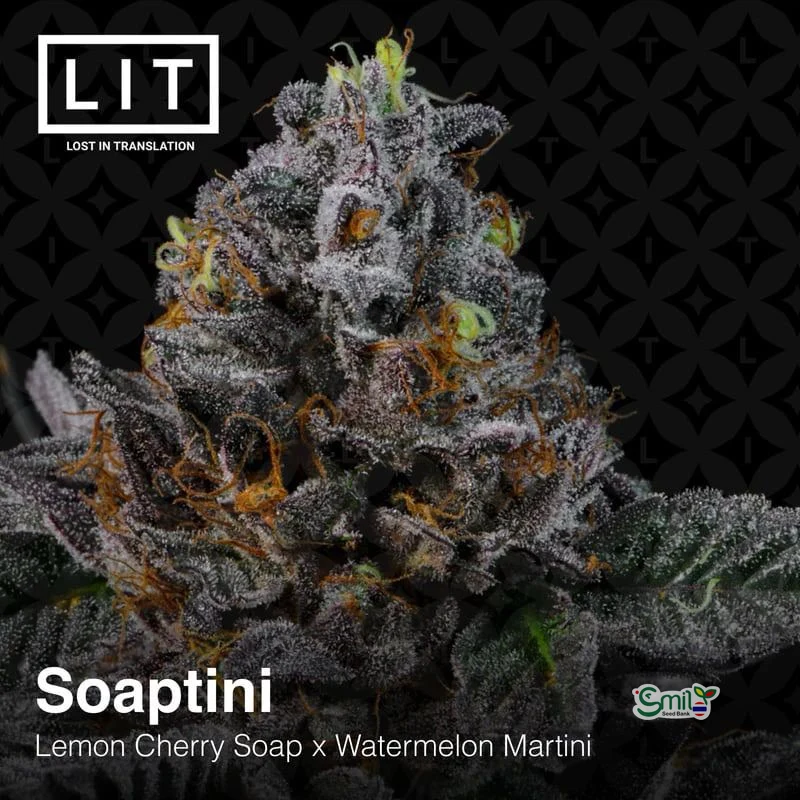 Soaptini — 4