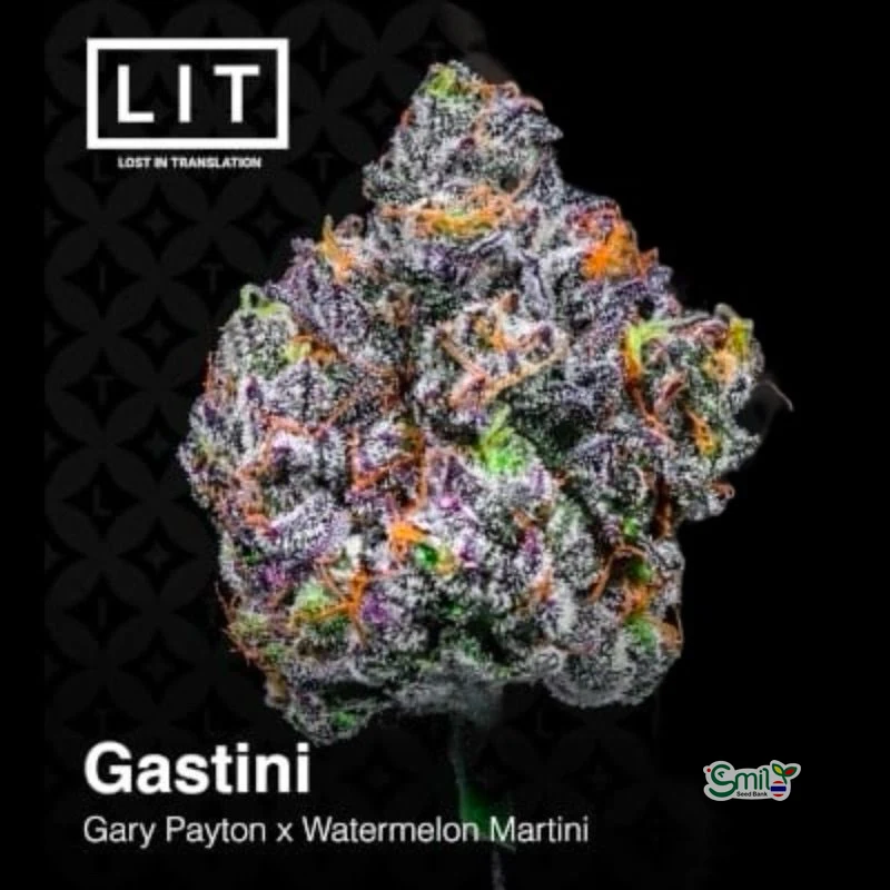 Gastini — 3