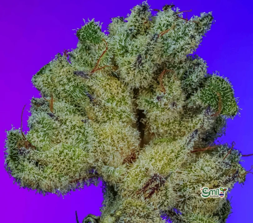 GiGi's Wet Dream S1 — 2