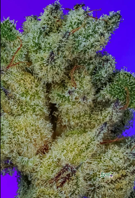 GiGi's Wet Dream S1 — 3