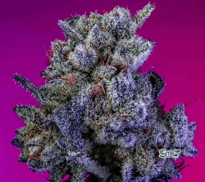 Strawberry n Cream Pebbles S1 — 2