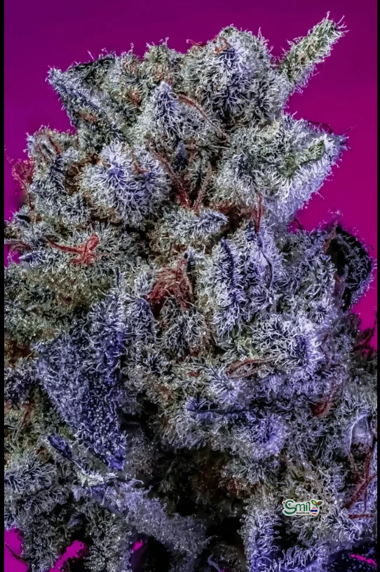 Strawberry n Cream Pebbles S1 — 3