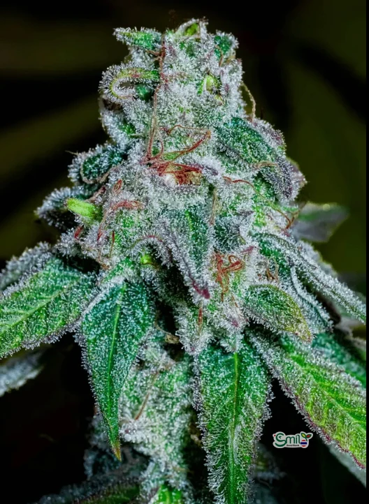 Lato Berry Pebbles S1 — 2