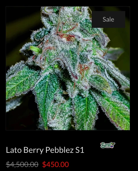 Lato Berry Pebbles S1 — 3