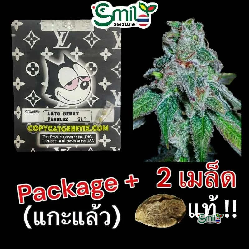 Lato Berry Pebbles S1 — 4