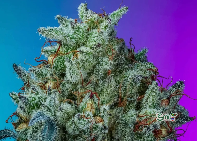 Ice Cream Mintz S1 — 2