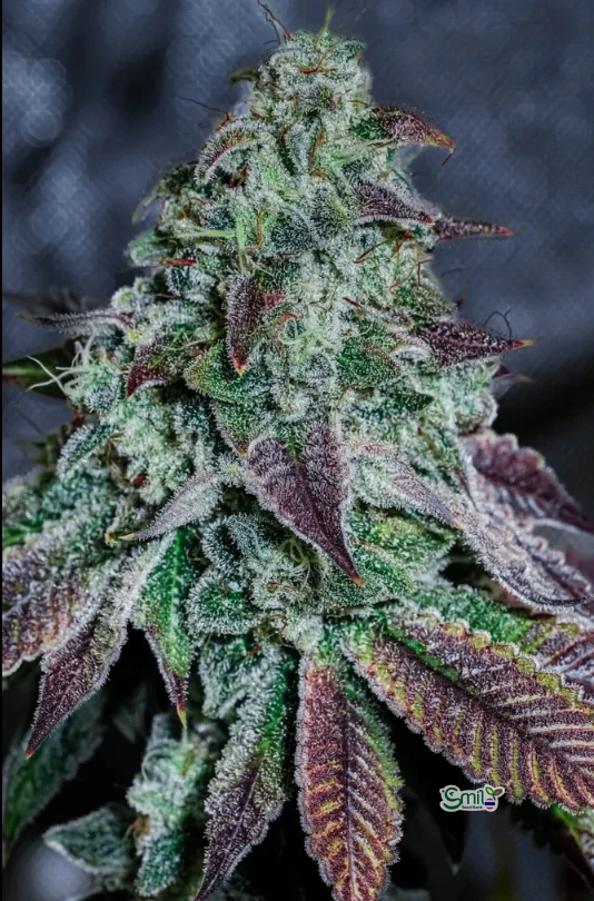 Pineapple Bang S1 — 2