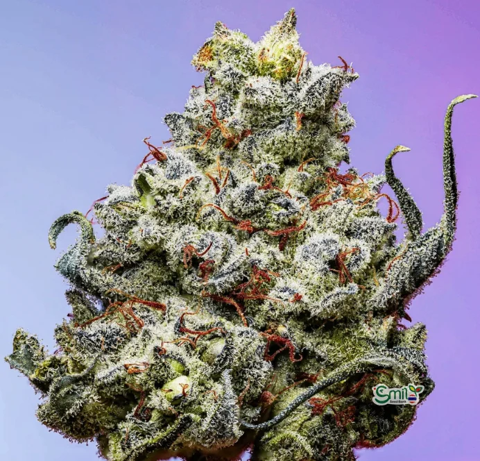 Blue Berry Blitz S1 — 2