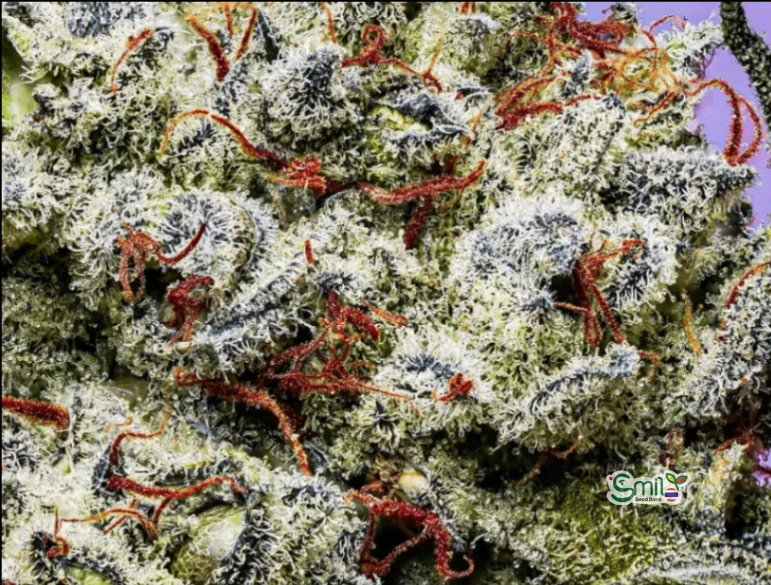 Blue Berry Blitz S1 — 3