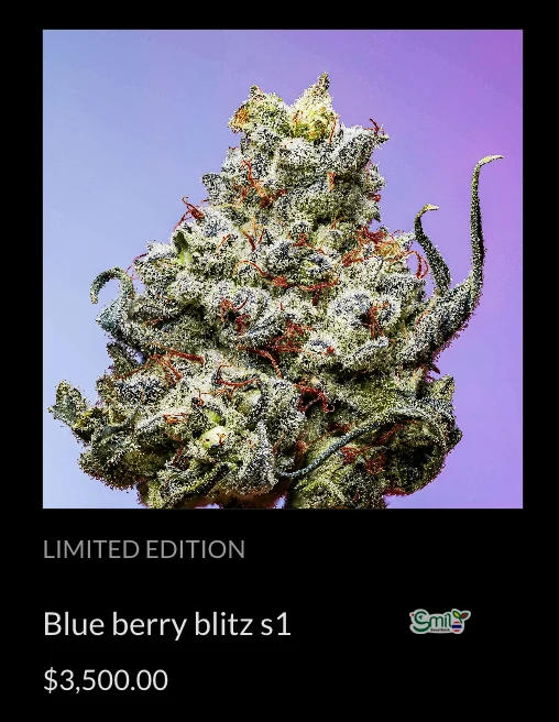 Blue Berry Blitz S1 — 4