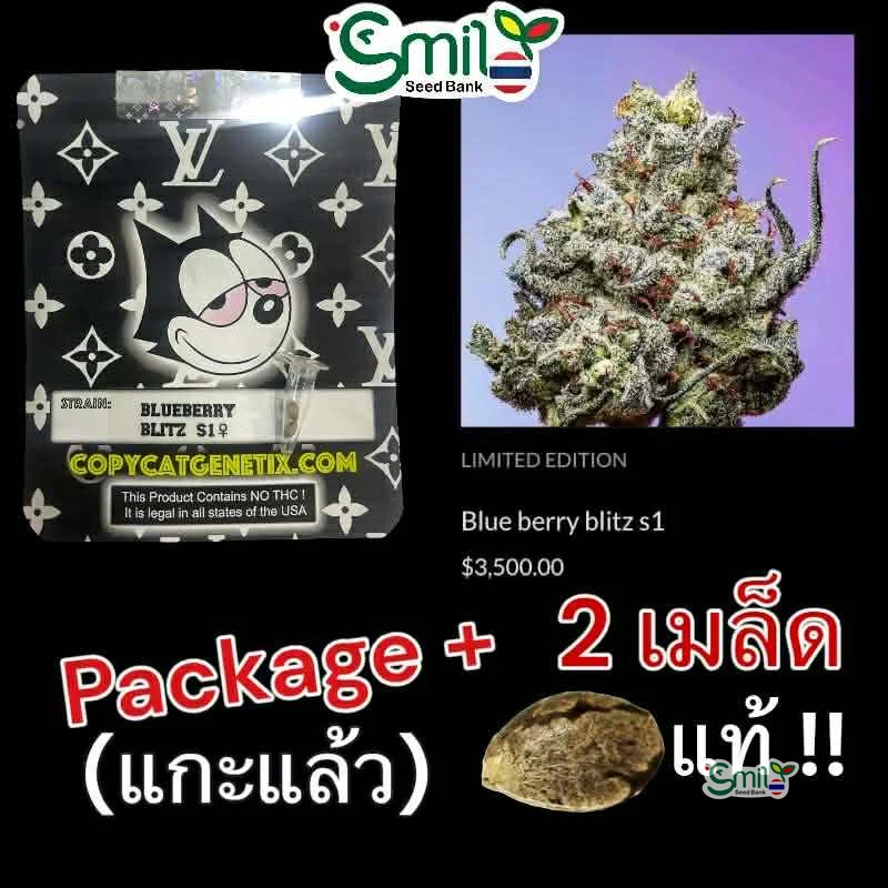 Blue Berry Blitz S1 — 5