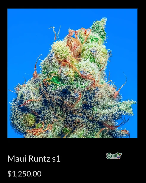 Maui Runtz S1 — 4