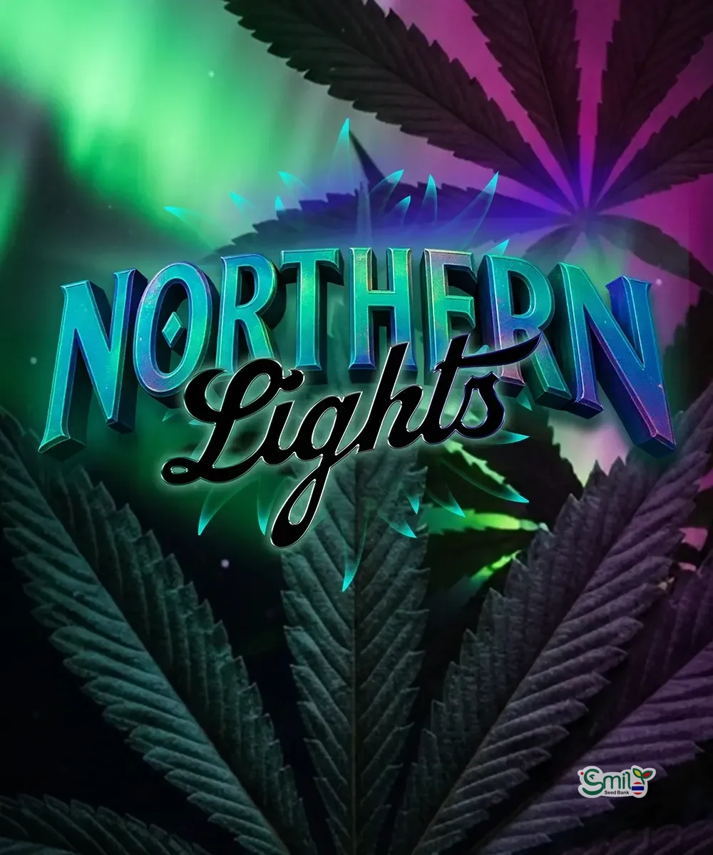 Northern Lights (Regular)