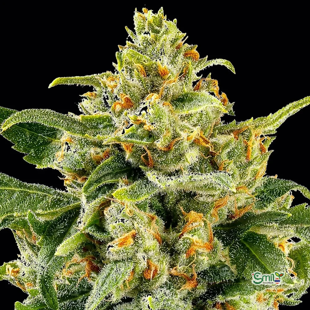 Skunk #1 (Regular) — 4