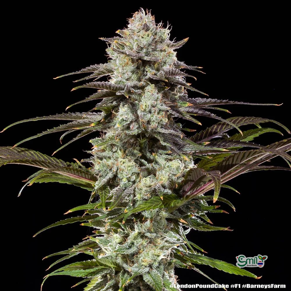 London Pound Cake F1 Hybrid — 3
