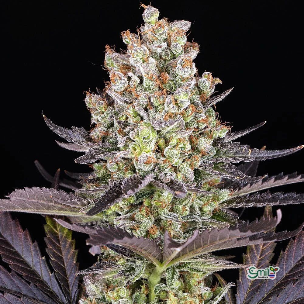 Papaya Frosting (F)