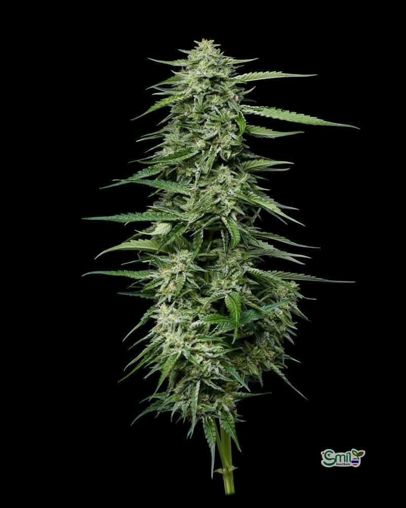 Blueberry Honey — 3