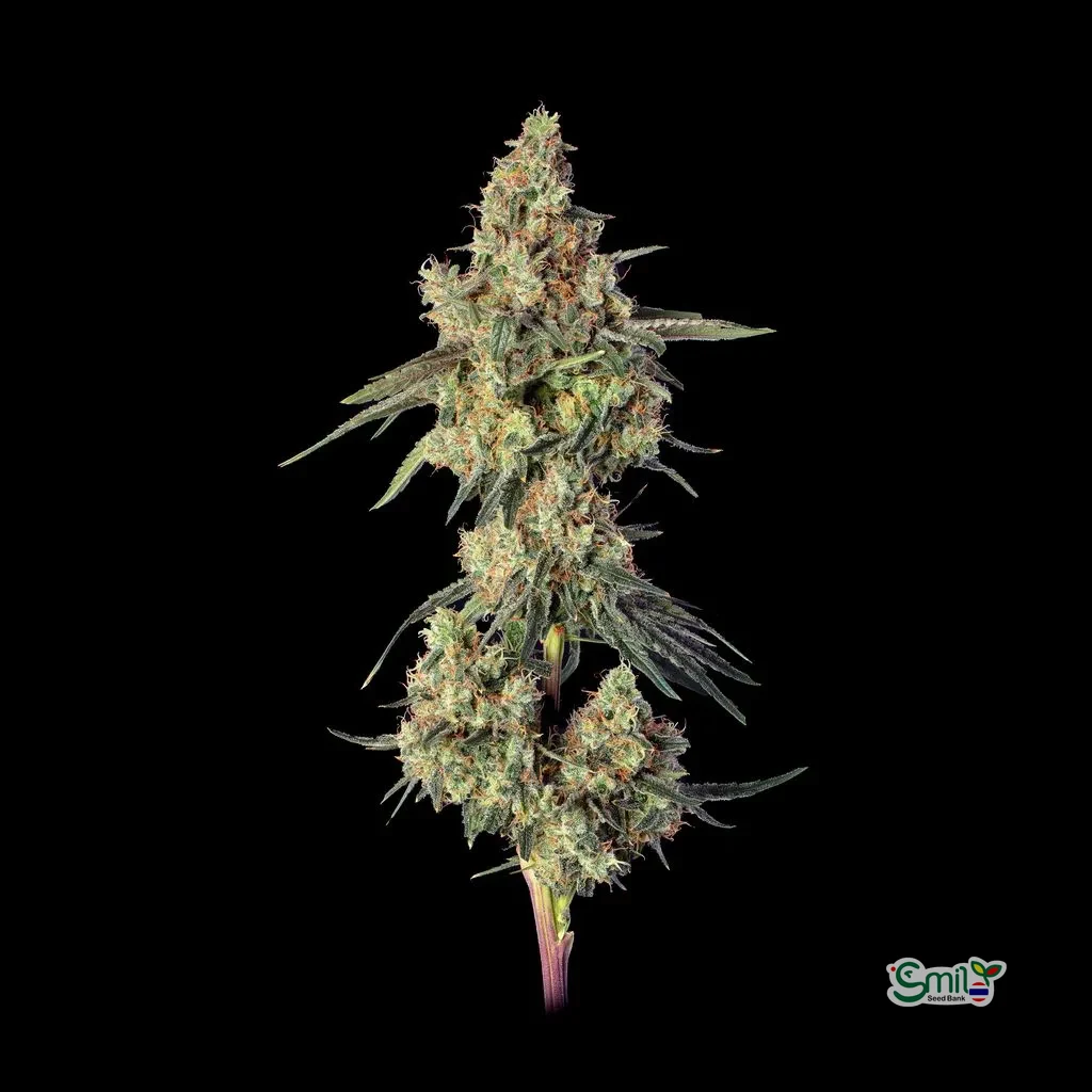 Lemdawg — 2