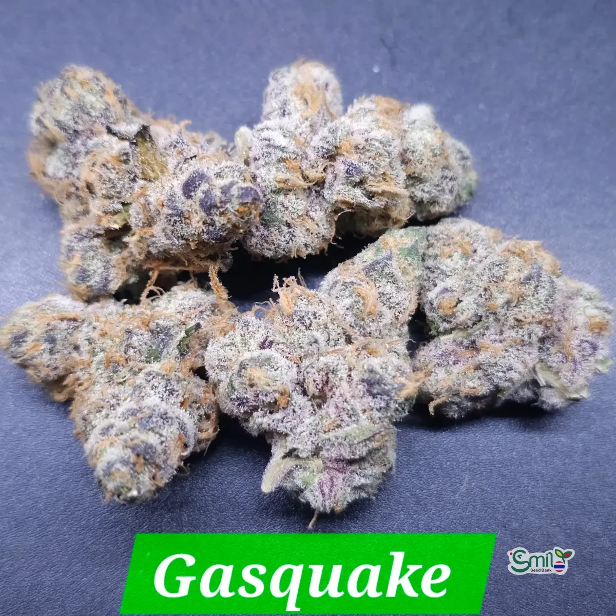 Gasquake — 2