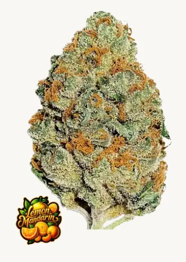 Lemon Mandarin — 1