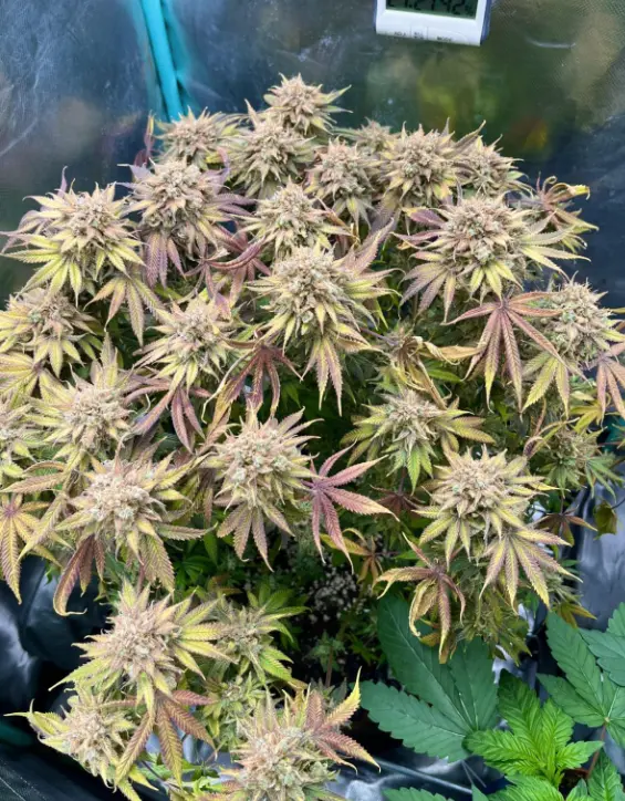 Lemon Mandarin — 2