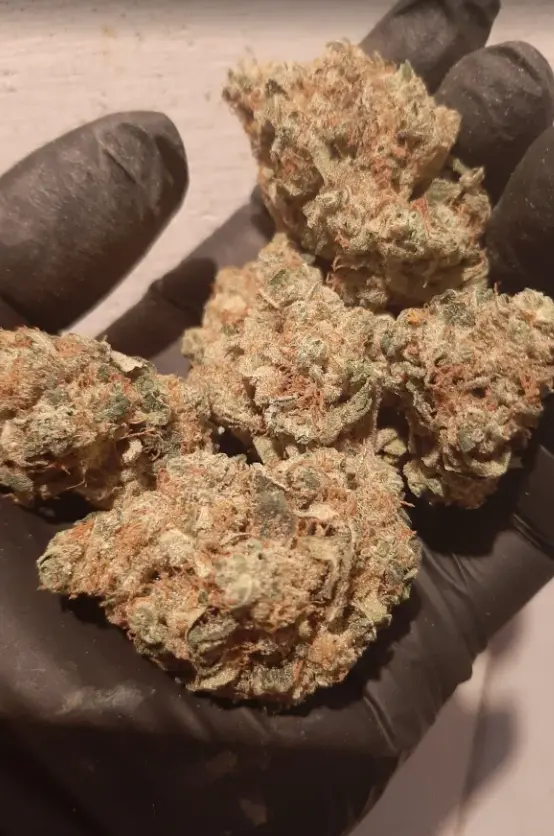 Lemon Mandarin — 3